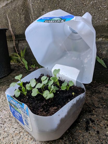 Milk Jug Seed Pots Learn About Sowing Seeds In Milk Jugs In Winter Gardening Know How