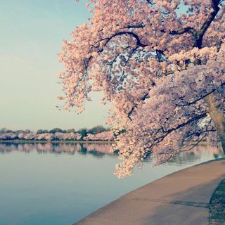 Washington, D.C., cherry trees in peak bloom