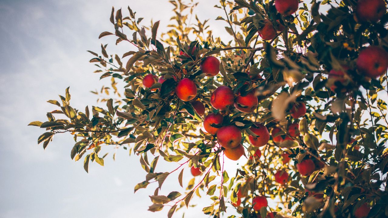 Monty Don&#039;s fruit tree tips, June Drop