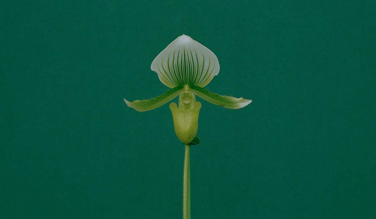 Paphiopedilum Maudiae, from the series Orchids. 