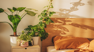 Bedroom with plants on bedside table