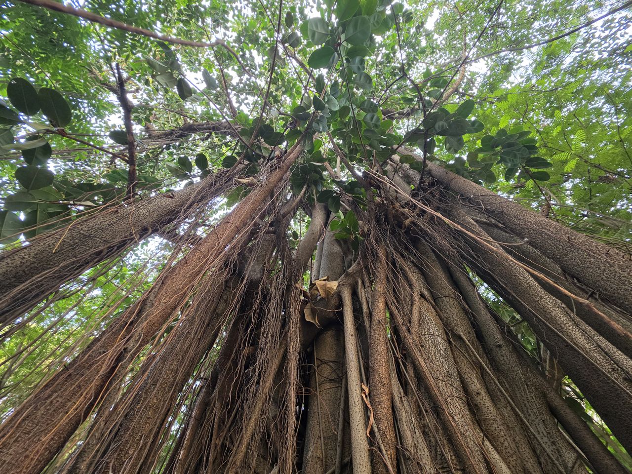 Trees captured in ultrawide mode.