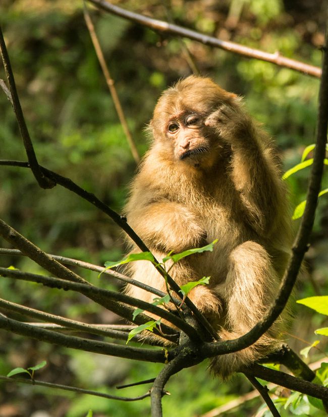 Photos: The Amazing Animals of China | Live Science