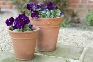 Two terracotta pots with purple winter pansies growing inside