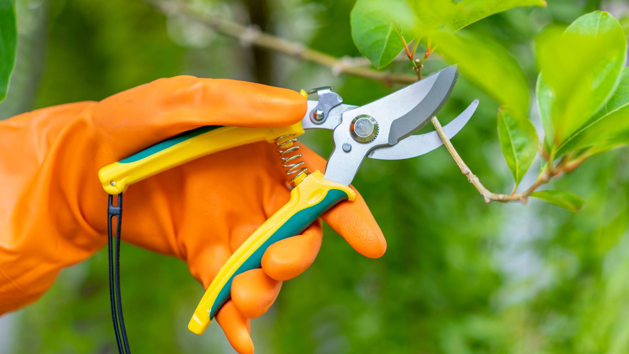 A hand in an orange glove uses pruners on a tree branch