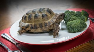 Tortoise eating broccoli