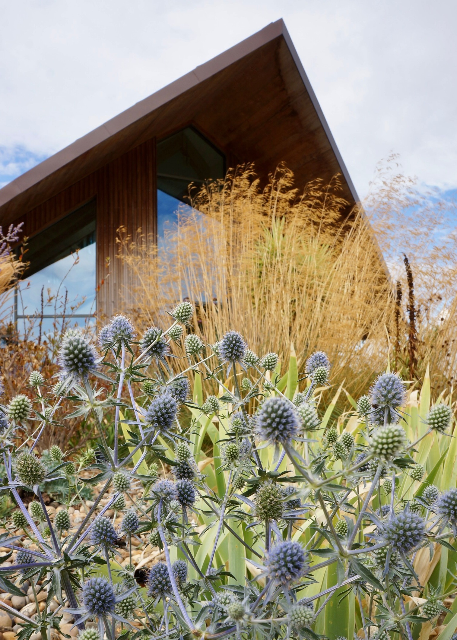 Eryngium, sea holly, in a garden scheme