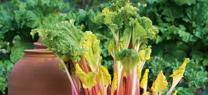 rhubarb
