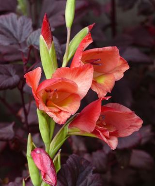 'David Hills' is a gladiolus with orange-red petals