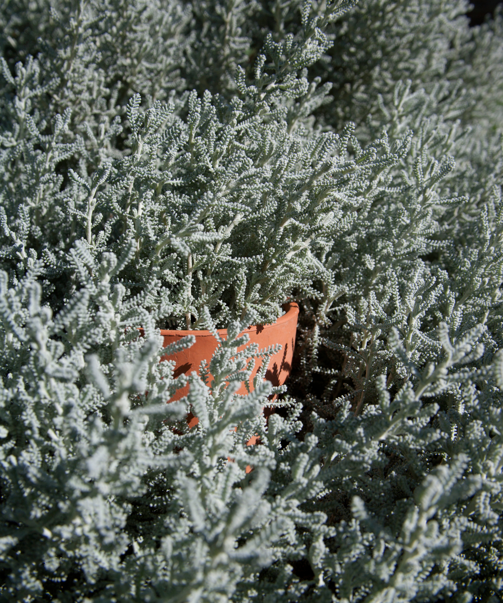A close-up of a cotton lavender plant, Santolina chamaecyparissus