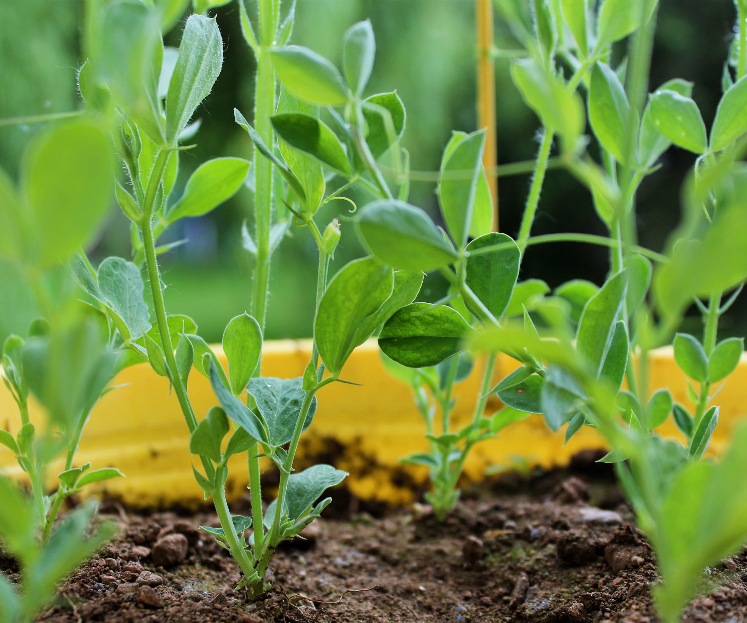 sweet pea seedlings in yellow tray