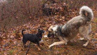 a large and small dog play together outside