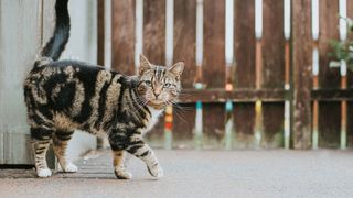 A cat by a fence with its tail in the air