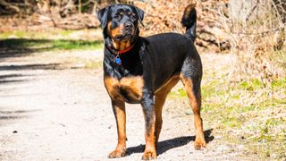 Rottweiler outside 