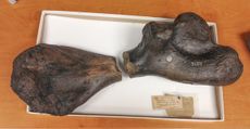 two halves of an ancient sea turtle humerus