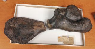 two halves of an ancient sea turtle humerus