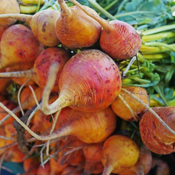 Heirloom Plant Information - Growing Burpees Golden Beet | Gardening