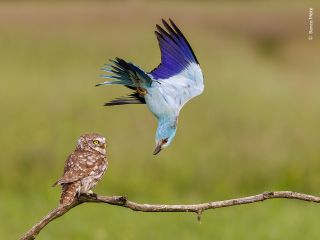 A bird swooping over owl