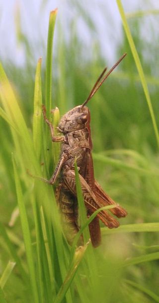 The bow-winged grasshopper.
