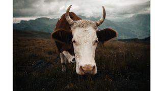 A Swiss cow with a moody preset