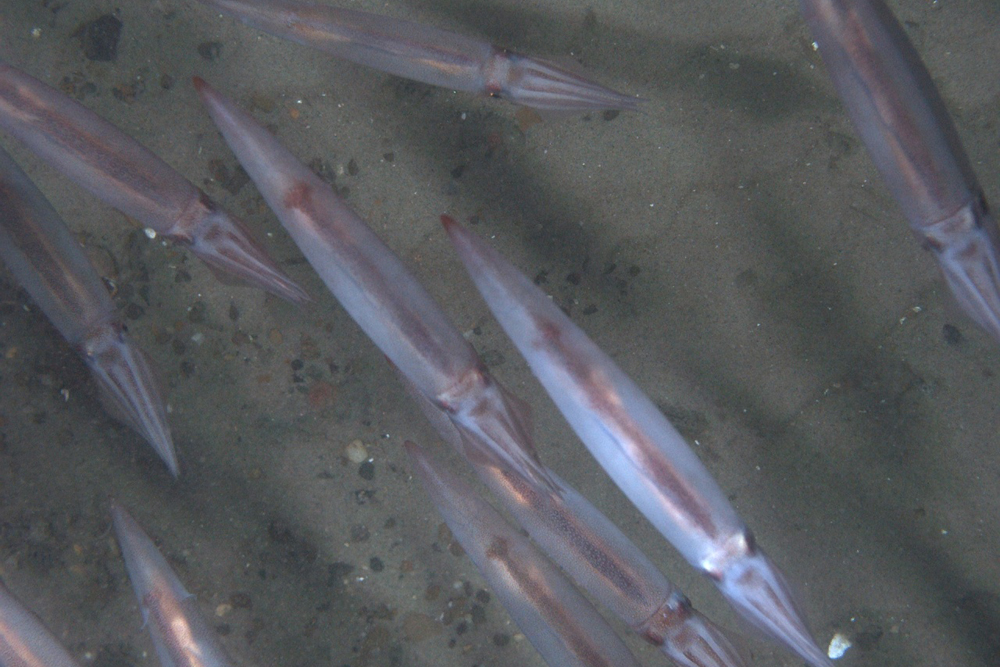 habcam, ocean habitat, marine life images