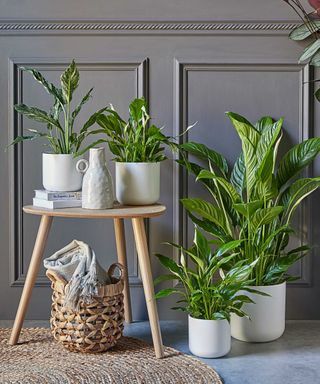 indoor peace lilies with gray wall