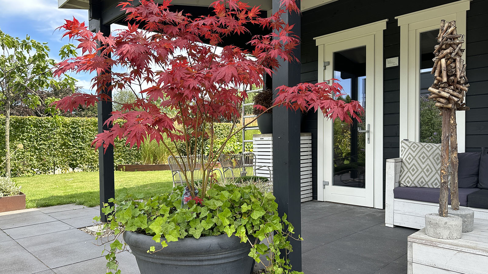 Acer palmatum &#039;Atropurpureum&#039; (Japanese Maple) and Hedera helix in big grey pot