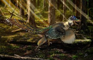 This is an artist's impression of Zhenyuanlong suni, a winged dinosaur that's a close cousin of the Velociraptor. Despite having bird-like wings, it probably could not fly, at least not using the same type of powerful muscle-driven flight as modern birds, researchers say.