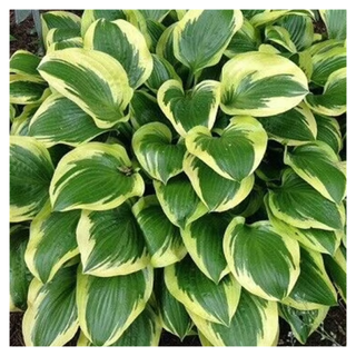 A close-up of a green hosta plant