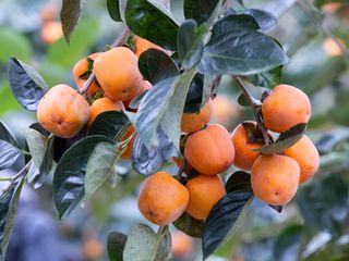 persimmon tree with fruit