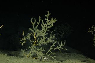 Coral colony damaged by Deepwater Horizon oil spill