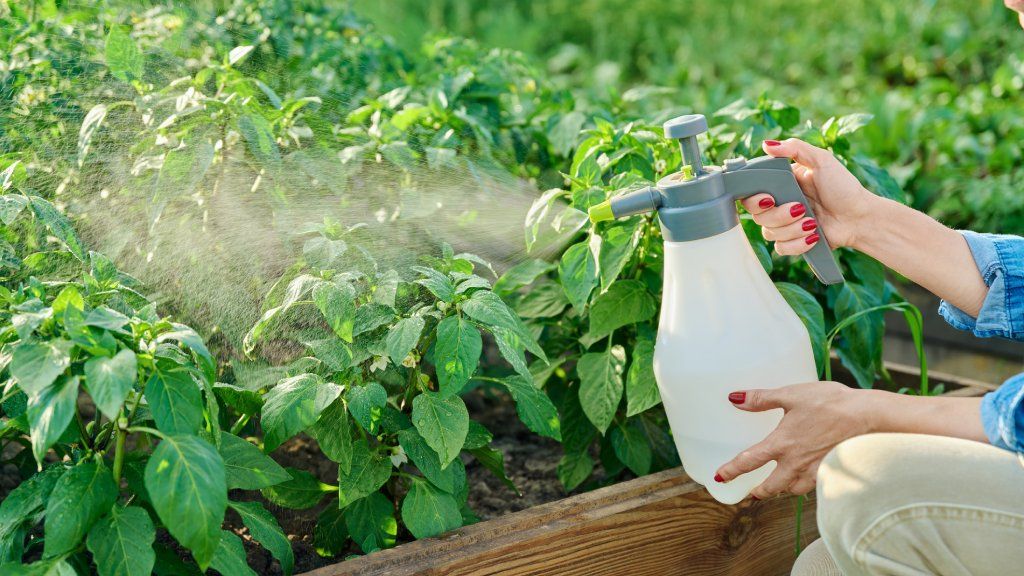 A woman&#039;s hands spraying pesticide on pepper plants