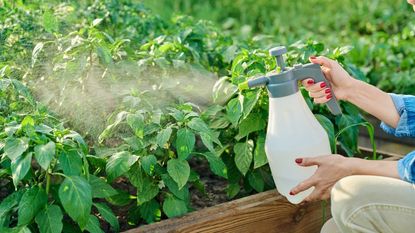 A woman's hands spray pesticide on pepper plants