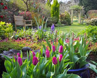 A garden with tulips and hyacinth