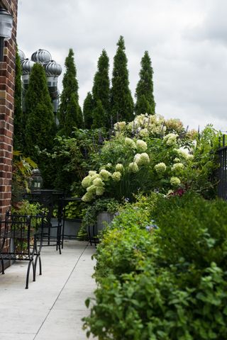 a grey paved terrace with green shrubs and hydrangea plants