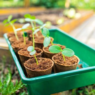 Cucumber seedlings growing in coir pots in tray