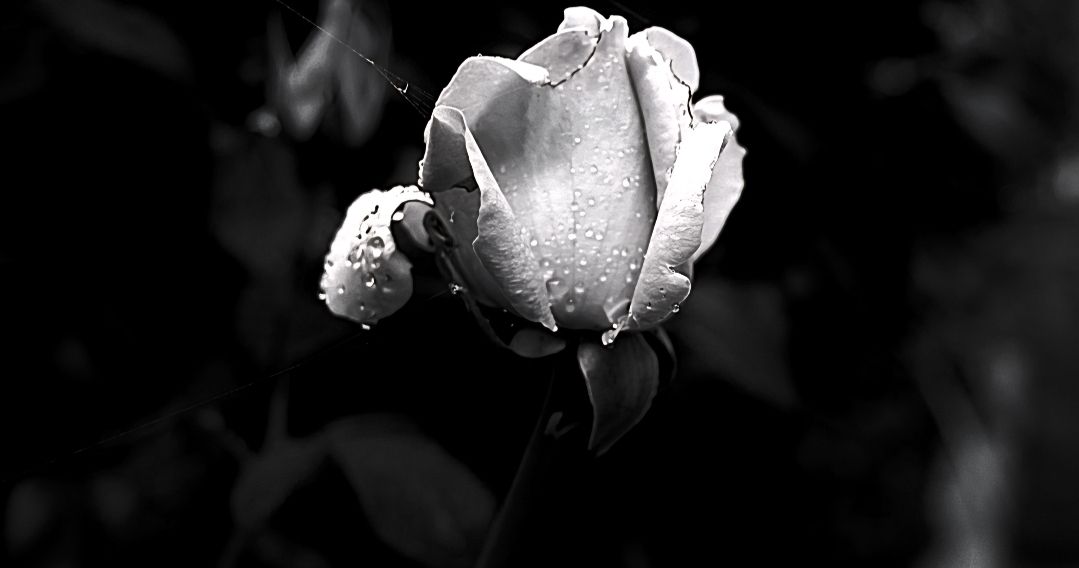 GuruShots - Monochrome Moments Jan 26