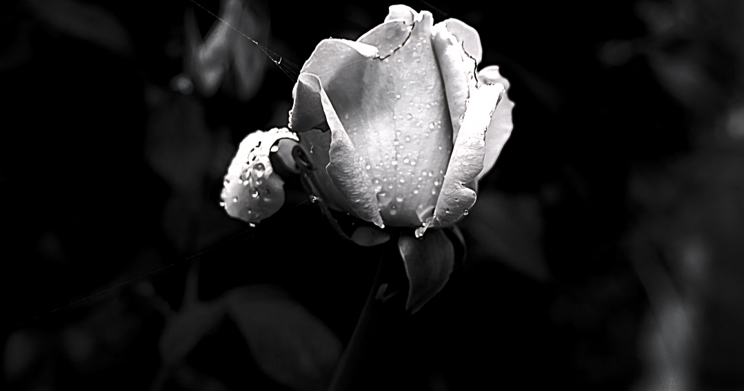 GuruShots - Monochrome Moments Jan 26