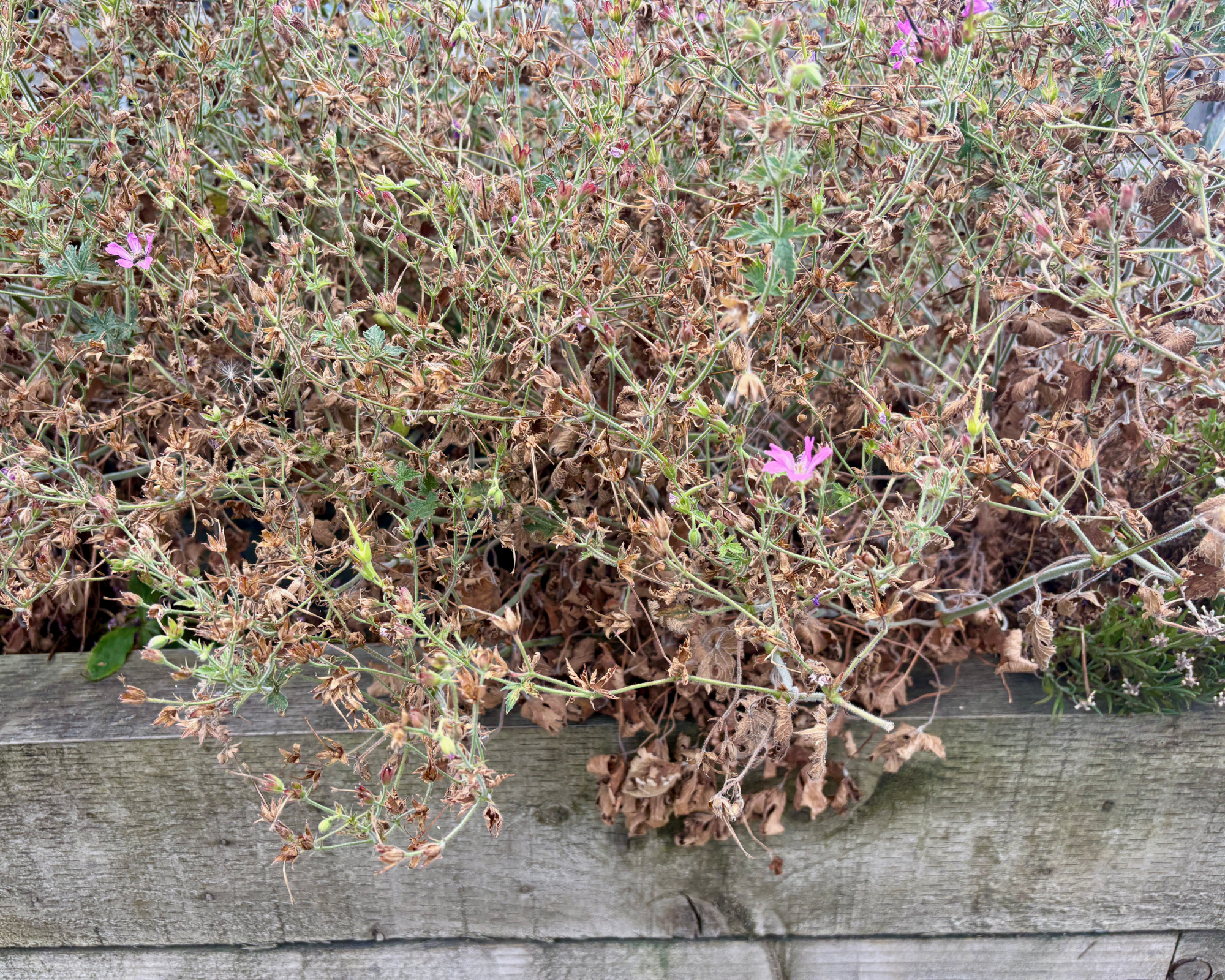 hardy geranium struggling with a hot dry summer