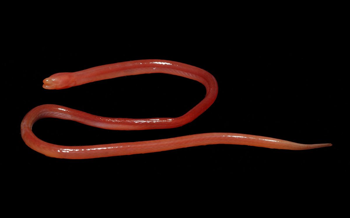 This Bizarre, Blind Swamp Eel Breathes Through Its BloodRed Skin Live Science