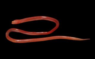This Bizarre, Blind Swamp Eel Breathes Through Its Blood-Red Skin | Live  Science