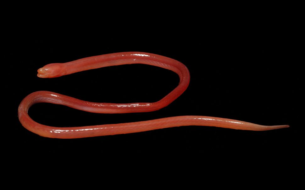 This Bizarre, Blind Swamp Eel Breathes Through Its BloodRed Skin