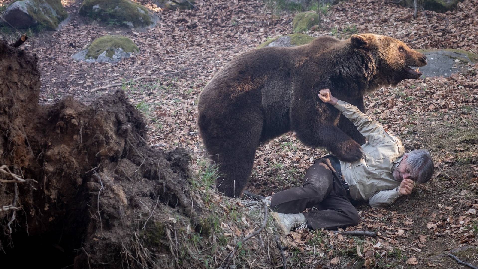 Thought The Revenant's bear attack scene was bad? An upcoming thriller is using a real grizzly in the movie 