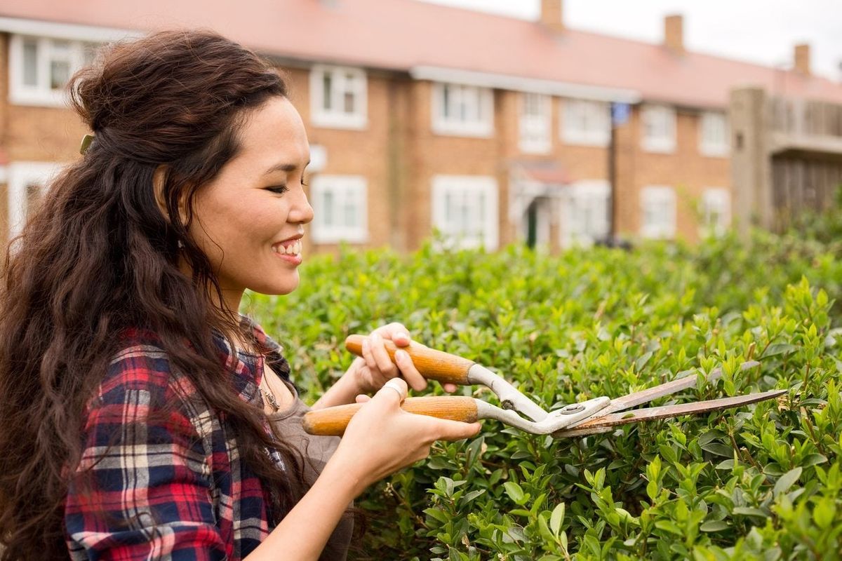 Privet Hedge Pruning - How To Prune A Privet Hedge Correctly ...