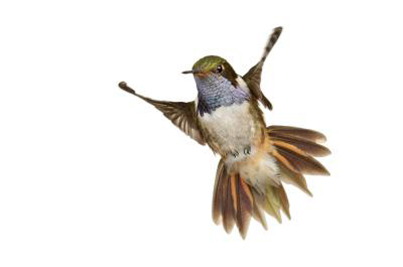 Hummingbird Evolution Was Fast, but Is Slowing | Live Science