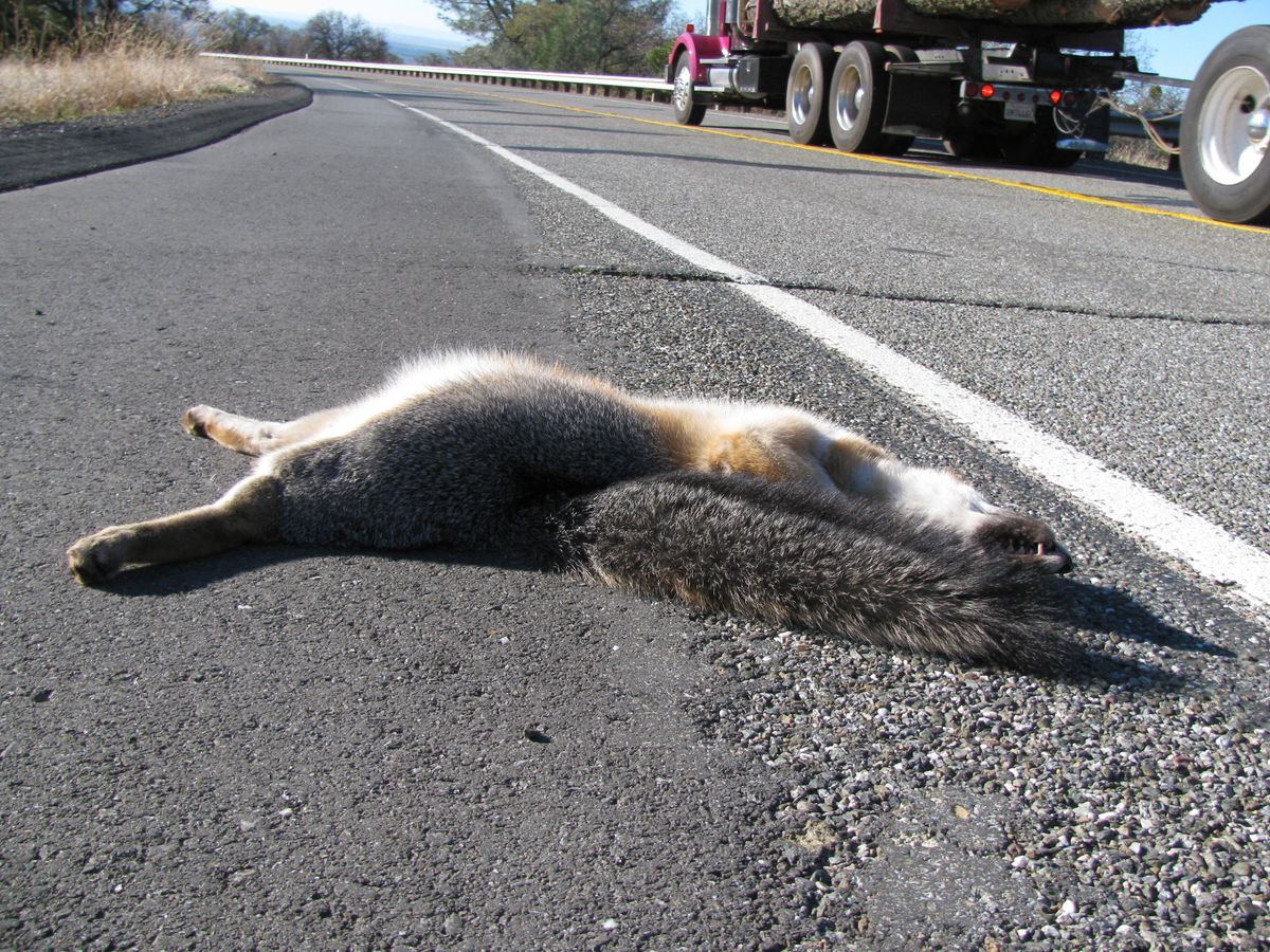 Gray Fox Road Kill