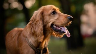 Cocker Spaniel