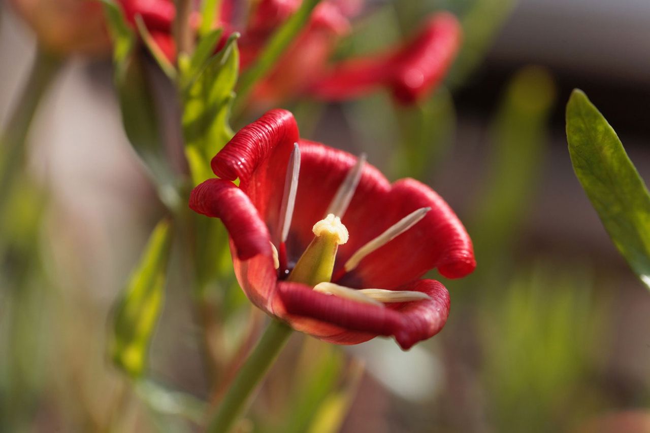 Red Species Tulips