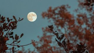 The moon seen between trees