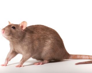 the difference between rats and mice - a brown rat - GettyImages-520719092